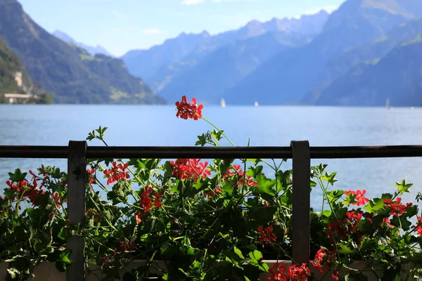 Flower Box Railing Lake Background You Can See Alps Lake — Stock Photo, Image