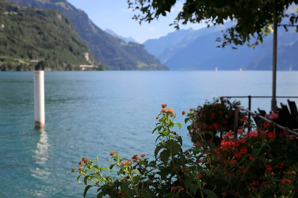 Çiçekler gölün yanındaki bir çiçek kutusunda. Arka planda İsviçre 'nin Schwyz kantonundaki Brunnen' deki Lucerne Gölü 'ndeki Alpleri görebilirsiniz.. 