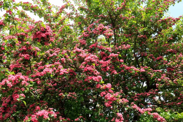 Árvore Espinheiro Carmesim Florescente Visível Primavera Esta Árvore Florida Decora — Fotografia de Stock