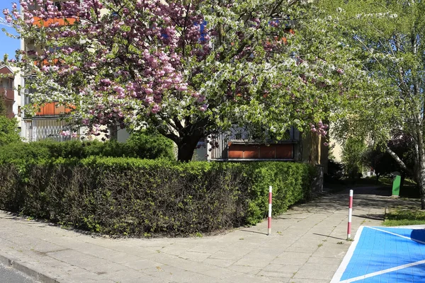 The trees in full bloom in front of multi-family building. There are visible lush foliage and pink and white flowers. It is a housing estate called Goclaw in Warsaw.
