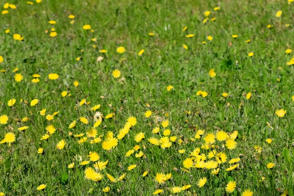 Žluté Květy Činí Jarní Pohled Louku Atraktivnější — Stock fotografie