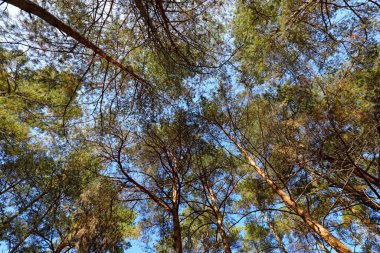 Uzun çam ağaçları ve mavi gökyüzüne karşı üst dalları Polonya 'nın Wilga köyü yakınlarındaki bir ormanın bir parçasıdır..