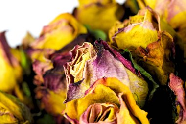 Güller çiçeklendikten sonra kurur, durgun bir hayat yaratır..