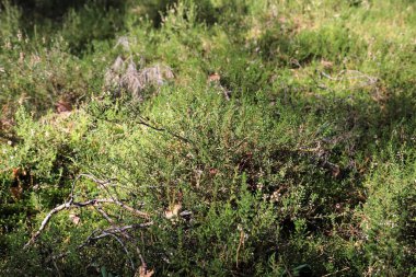 Polan 'daki Wilaga köyünün yakınlarındaki orman zemininde yosun yetişiyor.