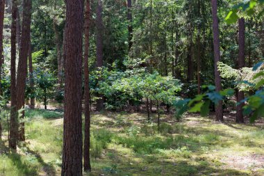 Polonya 'da Wilga kasabası yakınlarındaki bir ormanda bir grup kozalaklı ağaç ve birkaç geniş yapraklı ağaç yetişiyor. .