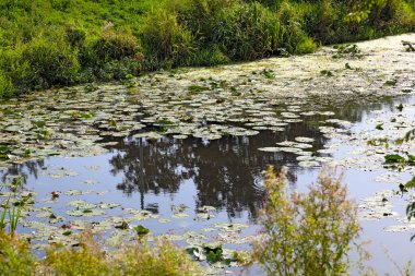 Suda nilüferlerin bol olduğu ve kıyılarda çimenlerin yetiştiği bir göl..