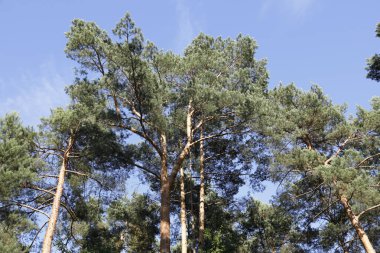 Ormana baktığınızda uzun çam ağaçlarını ve mavi gökyüzüne karşı uzanan üst dallarını görebilirsiniz. Bu Polonya 'nın Wilga kasabası yakınlarındaki ormandaki bir manzara..