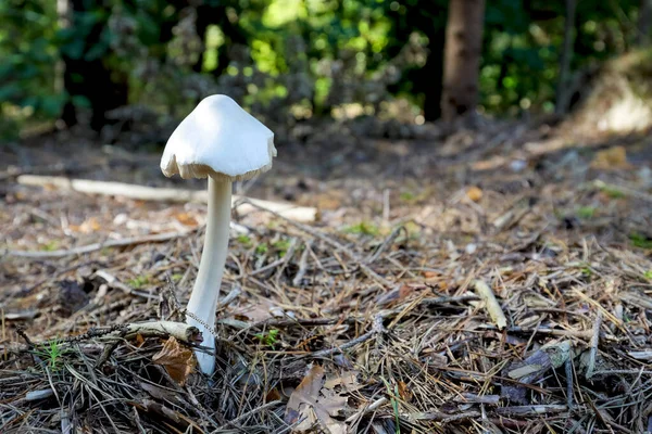 A white mushroom growing in the forest litter covered mainly with dry pine needles, as seen here in the forest near the village of Wilga in Poland.