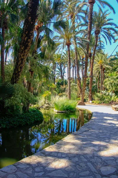 Path Park Full Trees — Stock Photo, Image