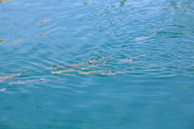 Balıklar su yüzeyinde yiyecek arıyorlar.