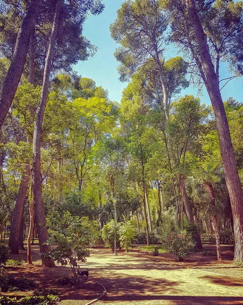 Camino Dentro Parque Lleno Árboles — Foto de Stock