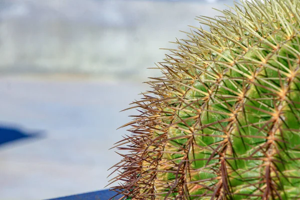 Echinocactus Grusonii Cacto Chamado Assento Sogra — Fotografia de Stock