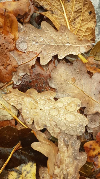 Dry Leaves Autumn Dew Drops — Stock Photo, Image