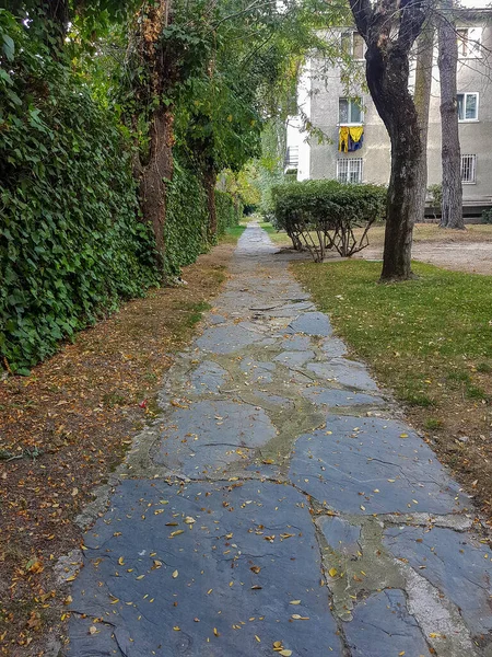 Chemin Intérieur Parc Plein Arbres — Photo