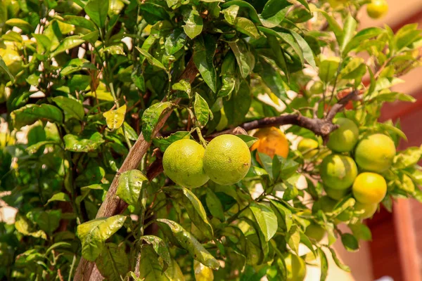 Some Green Oranges Tree — Stock Photo, Image