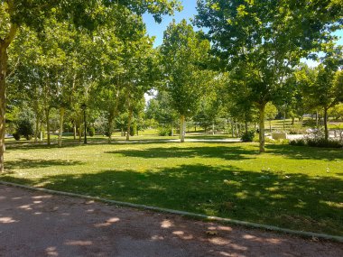 Ağaçlarla dolu bir parkta yol