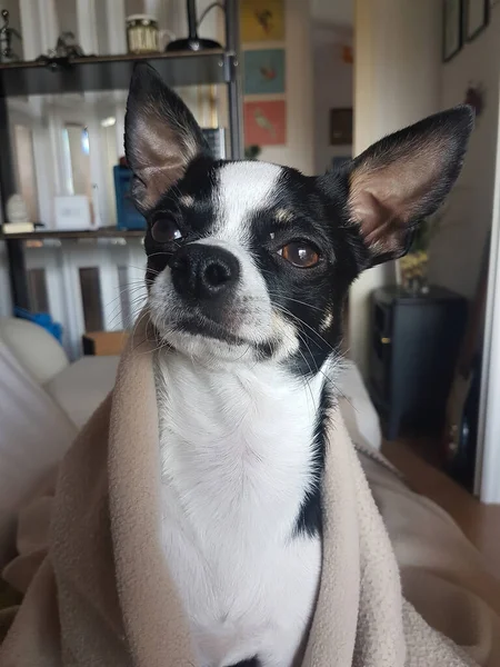 Chihuahua Blanco Negro Con Abrigo Marrón — Foto de Stock