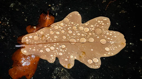 Сухе Листя Восени Краплями Роси — стокове фото