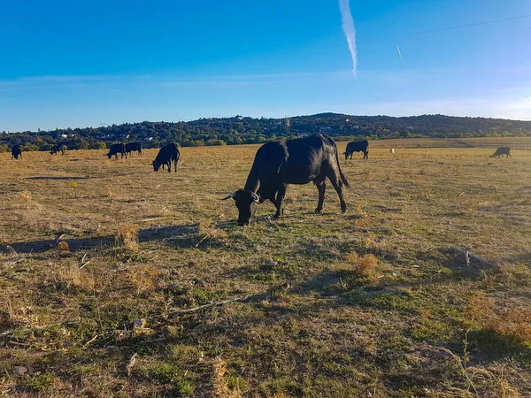 Sunset Field Full Cows Black Bulls — Stock Photo, Image