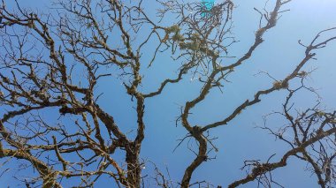 Arka planda mavi gökyüzü olan kuru ağaç