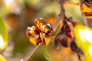 tohumlar bitkiden ayrılmaya hazır.