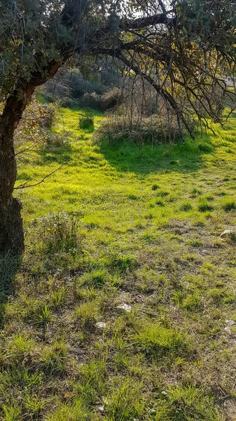 Een Groene Weide Met Bomen — Stockfoto