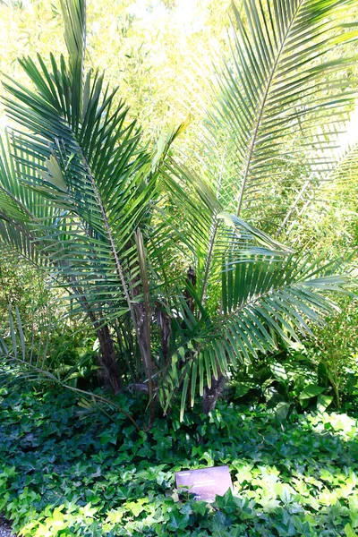 Palm Park Región Elche España — Foto de Stock