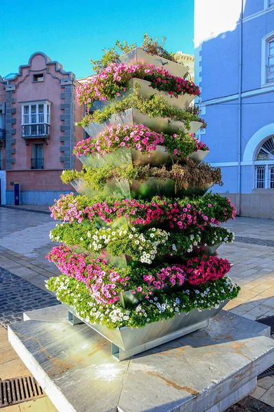 Blumentöpfe Mit Schönen Blumen Verschiedenen Farben — Stockfoto