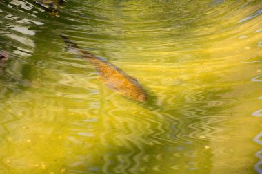 Balıklar su yüzeyinde yiyecek arıyorlar.