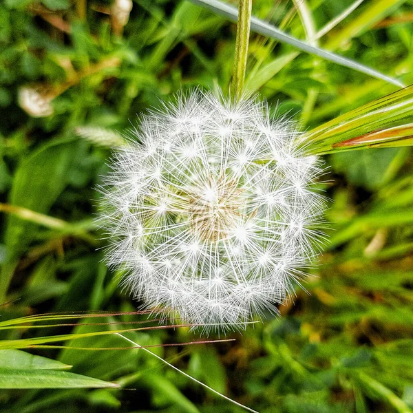 Nice Flying Seeds Plant Taraxacum Officinale — Stock Photo, Image