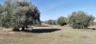 Güzel yeşil çayır ve bazı ağaçlar.