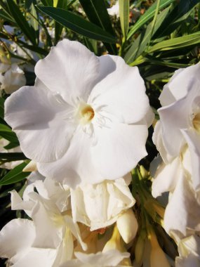 Tarlada güzel beyaz çiçeklerin yakın çekimi.