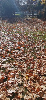 Parkta yeşil alan, yapraklarla kaplı, yürümek ve doğanın tadını çıkarmak için ideal.