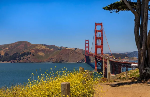 Ponte Golden Gate Visto Presidio Con Fiori Fiore Primo Piano — Foto Stock