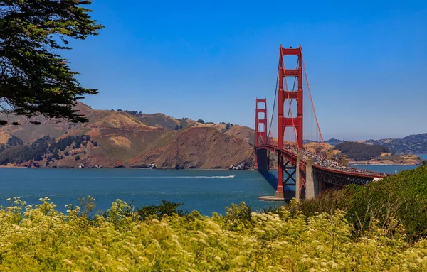 Golden Gate Bridge Viewed Presidio Blooming Flowers Foreground Clear Summert — Stock Photo, Image
