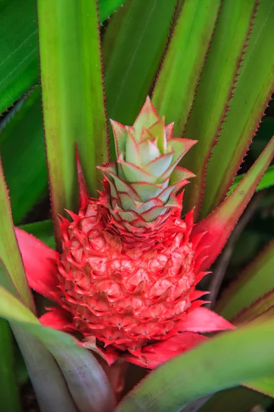 Primo Piano Ananas Bambino Singapore — Foto Stock