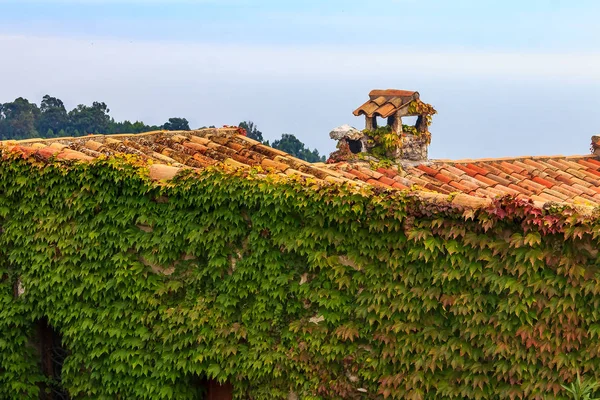 Ivy Ortaçağ Duvar Yılında Ortaçağ Şehrin Pitoresk Eze Village Güney — Stok fotoğraf