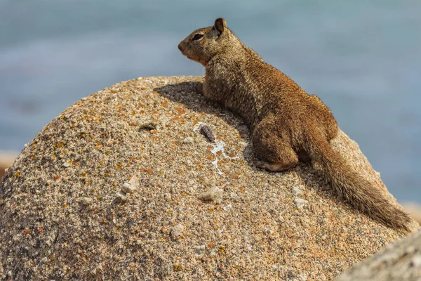 California Ground Squirrel Beechey Ground Squirrel Common Squirrel Western United — Stock Photo, Image