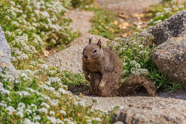 Old California Ground Squirrel Beechey Ground Squirrel Common Squirrel Western — Stock Photo, Image