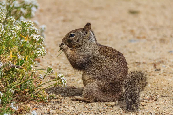 California Ground Squirrel Beechey Ground Squirrel Common Squirrel Western United — Stock Photo, Image