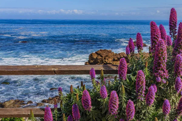 Calm Pacific Ocean with purple flowers and a rustic fence in the foreground