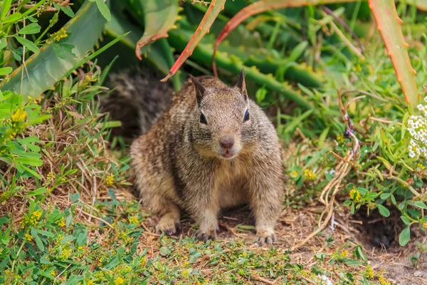 California Ground Squirrel Beechey Ground Squirrel Common Squirrel Western United — Stock Photo, Image