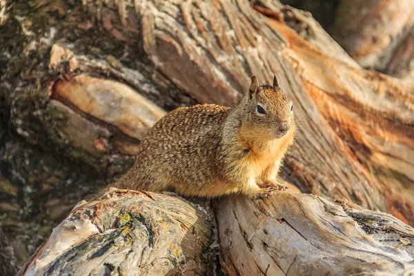 Kalifornisches Ziesel Oder Buchenhörnchen Ein Häufiges Eichhörnchen Der Westlichen Vereinigten — Stockfoto