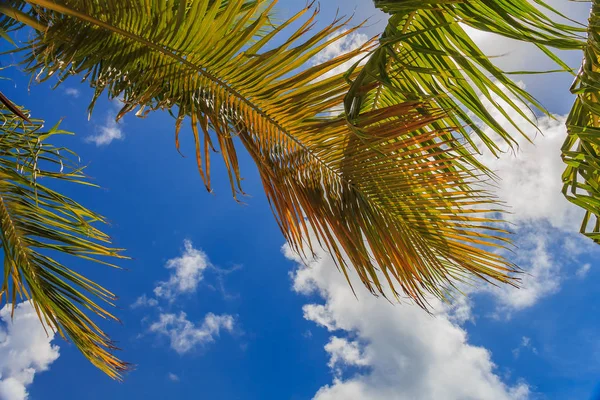 Frondas Palmeras Tropicales Cielos Azules Profundos Con Nubes Dispersas — Foto de Stock