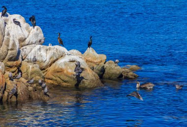 Karabatak ve deniz üzerinde Monterey Peninsula Pasifik kıyısında Kaliforniya tarafından dinlenme martı ile okyanusa büyük kayalar