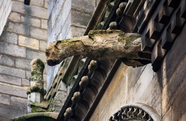 Gothic gargoyles covered in moss on the facade of the famous Notre Dame de Paris Cathedral in Paris, France with rain drops falling down