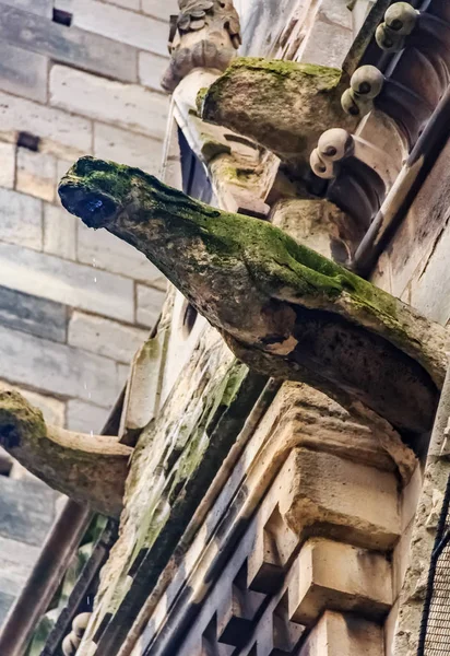 Gothic gargoyles covered in moss on the facade of the famous Notre Dame de Paris Cathedral in Paris France with rain drops falling from their mouth