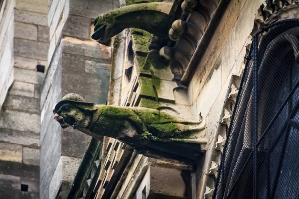 Gotik gargoyles kaplı moss ünlü Notre Dame de Paris Katedrali Paris cephesinde de Fransa ile yağmur damla onların ağzından düşen