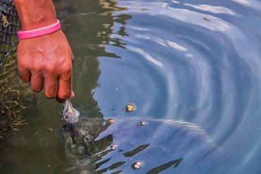 Piranha balığı Krabi İl Tayland bir balık çiftliğinde bir beslenme için yüzeye yakın