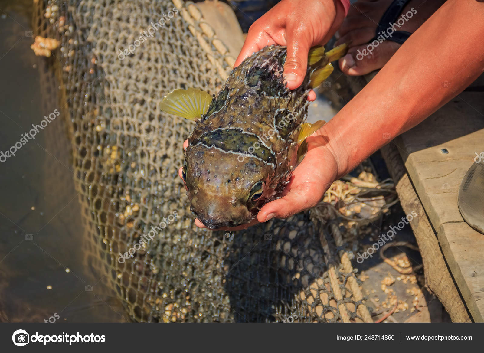 photo Spiky Fish https depositphotos com 243714860 stock photo fish farmer holding a deflated html